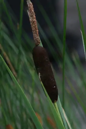 Bild von Typha latifolia