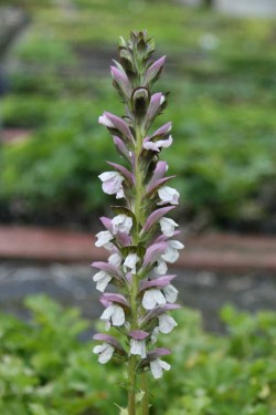 Bild von Acanthus mollis