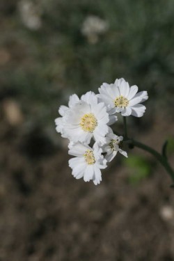 Bild von Achillea ageratifolia