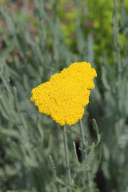 Bild von Achillea clypeolata Schwellenburg