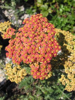 Bild von Achillea x-filipendulia Walt. Funcke