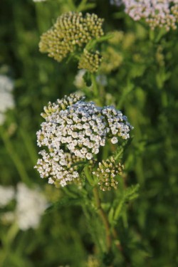 Bild von Achillea millefolium