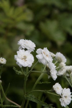 Bild von Achillea ptarmica The Pearl