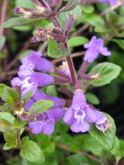 Bild von Clinopodium Acinos alpinus
