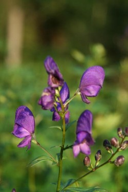 Bild von Aconitum henryi Spark