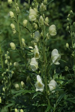 Bild von Aconitum napellus Album