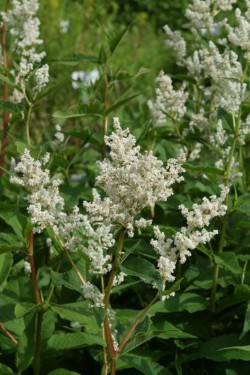 Bild von Persicaria x-cultorum Johanniswolke