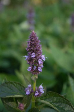 Bild von Agastache rugosa Blue Fortune