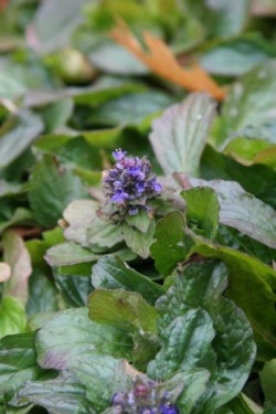 Bild von Ajuga genevensis