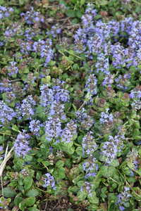 Bild von Ajuga reptans