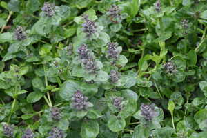 Bild von Ajuga reptans Catlins Giant