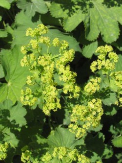 Bild von Alchemilla epipsila