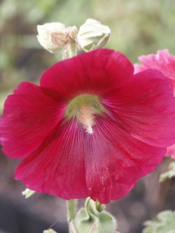 Bild von Alcea ficifolia