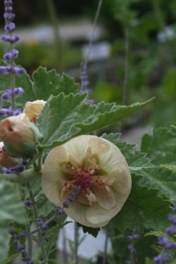 Bild von Alcea x-cult. Park Allee