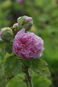 Bild von Alcea rosea Pleniflora