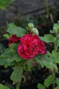 Bild von Alcea rosea Pleniflora