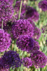 Bild von Allium aflatunense Purple Sensation