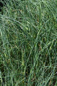Bild von Allium flavum