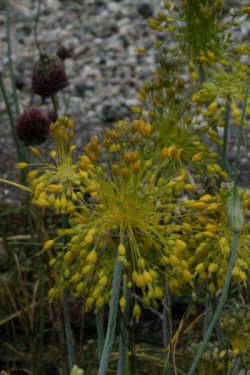 Bild von Allium flavum