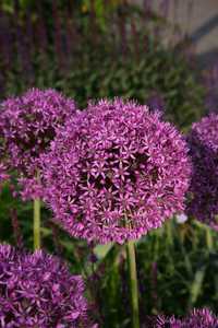 Bild von Allium Gladiator