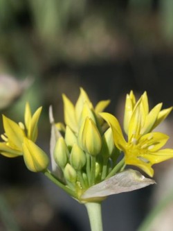 Bild von Allium moly