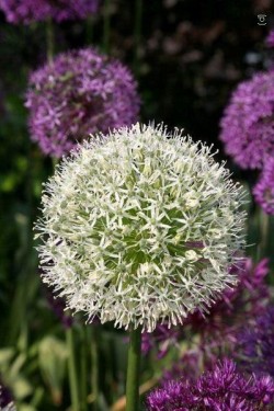 Bild von Allium  Mount-Everest