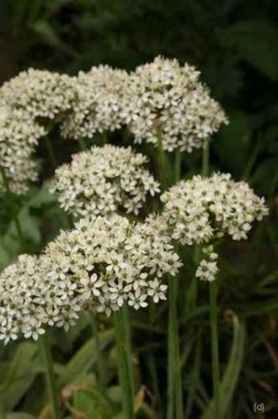 Bild von Allium narcissiflorum
