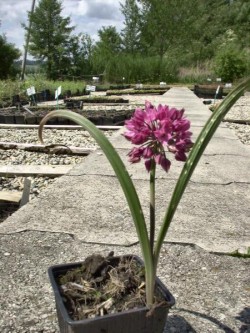 Bild von Allium oreophilum