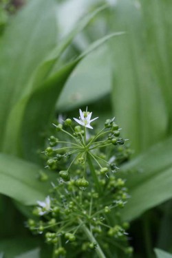 Bild von Allium ursinum