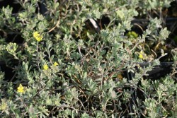 Bild von Alyssum montanum Berggold