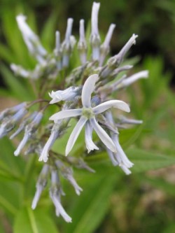 Bild von Amsonia tabernaemontana