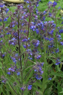 Bild von Anchusa azurea