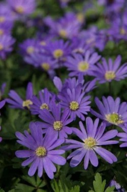 Bild von Anemone blanda Blue-Shades