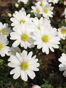 Bild von Anemone blanda White-Splendour