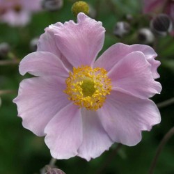 Bild von Anemone tomentosa Septemberglanz