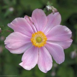 Bild von Anemone tomentosa Serenade