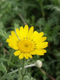 Bild von Anthemis marschalliana