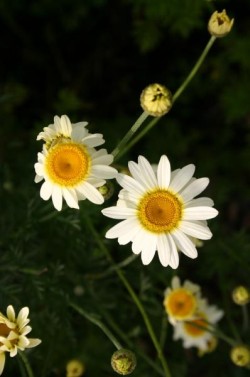 Bild von Anthemis tinctoria Sauce Hollandaise