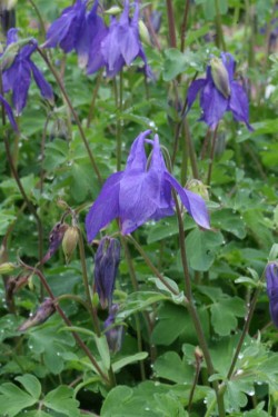 Bild von Aquilegia alpina