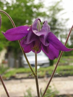 Bild von Aquilegia atrata