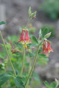 Bild von Aquilegia canadensis