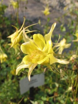 Bild von Aquilegia chrysantha