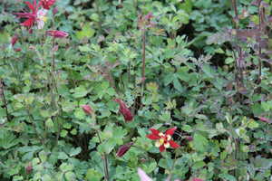 Bild von Aquilegia x-caerulea Koralle