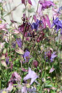 Bild von Aquilegia x-caerulea Mac Kana