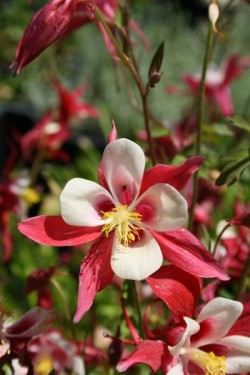 Bild von Aquilegia x-caerulea Red Hobbit