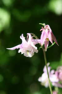 Bild von Aquilegia vulgaris Grandm. Garden