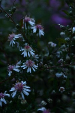 Bild von Aster lat.var.horiz. Lady in Black