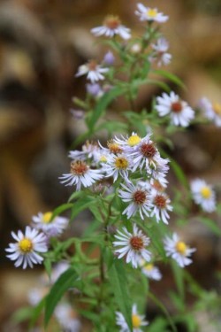 Bild von Aster puniceus