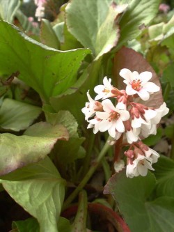 Bild von Bergenia cordifolia Sunshine