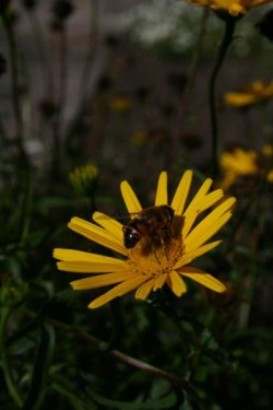 Bild von Buphthalmum salicifolium